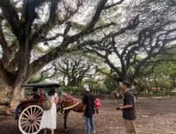 Kunjungi Banyuwangi, De Djawatan Jadi Destinasi Wisata Primadona